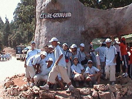 cedre gouraub$
